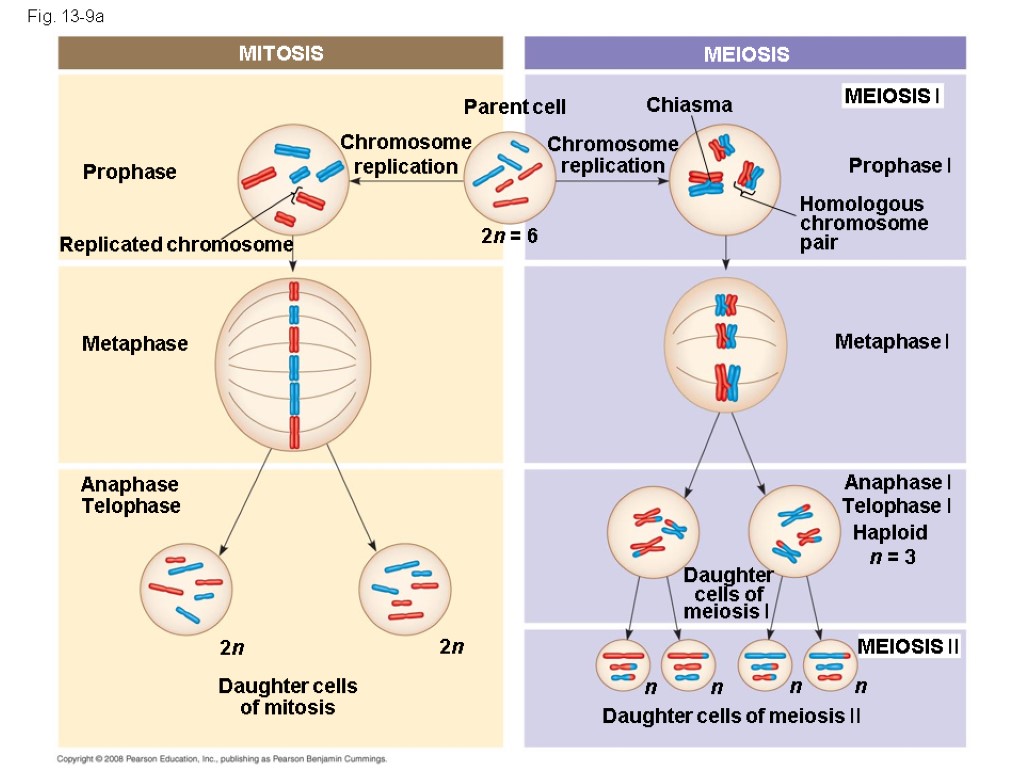 Fig. 13-9a MITOSIS MEIOSIS MEIOSIS I Prophase I Chiasma Chromosome replication Homologous chromosome pair